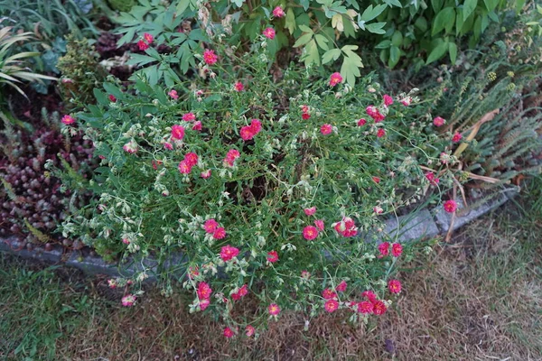 Helianthemum Cultorum Cerise Queen Zimowo Zielona Pokrywająca Grunt Wieloletnia Która — Zdjęcie stockowe