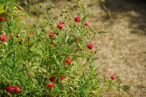 Helianthemum Cultorum Cerise Queen Una Planta Perenne Color Verde Invierno —  Fotos de Stock