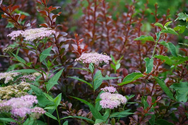 Bee Flowers Pink Spiraea Japonica Little Princess June Garden Spiraea — Stock Photo, Image