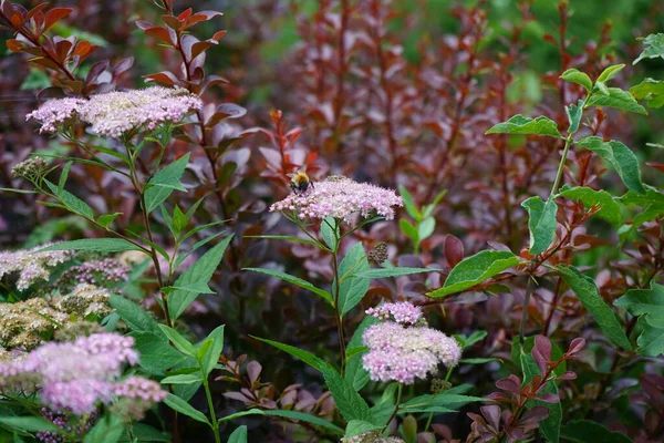 Пчелка Цветках Розовой Спиреи Маленькой Принцессы Июне Саду Spiraea Japonica — стоковое фото