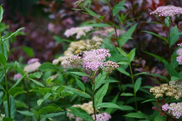 Pszczoła Kwiatach Różowej Spiraea Japonica Mała Księżniczka Czerwcu Ogrodzie Spiraea — Zdjęcie stockowe