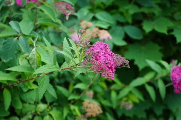 Темний Рожевий Spiraea Japonica Червні Саду Spiraea Japonica Японська Лускоцвітна — стокове фото