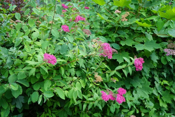 Sötét Rózsaszín Spiraea Japonica Júniusban Kertben Spiraea Japonica Japán Mézédes — Stock Fotó