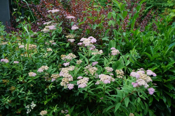 Розовая Спирея Маленькая Принцесса Июне Саду Spiraea Japonica Японская Спирея — стоковое фото