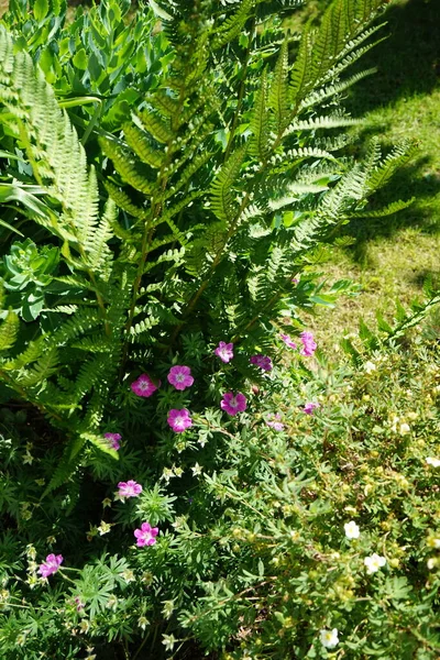 Geranium Sanguineum Una Especie Planta Herbácea Herbácea Perenne Perteneciente Familia — Foto de Stock