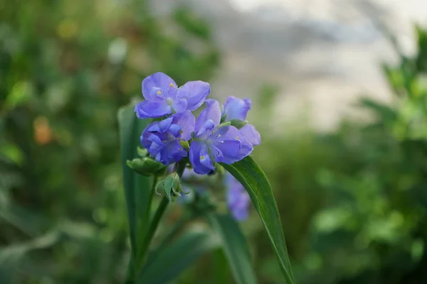 Commelina Tuberosa Azul Commelina Tuberosa Comumente Chamado Dayflowers Devido Curta — Fotografia de Stock
