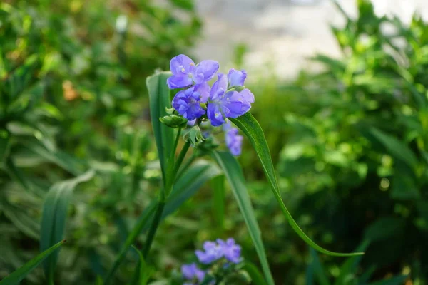 Commelina Tuberosa Azul Commelina Tuberosa Comumente Chamado Dayflowers Devido Curta — Fotografia de Stock