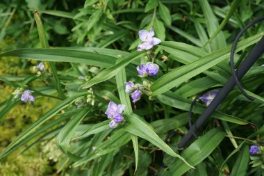 Commelina mavisi, Commelina tüberosa çiçeklerinin kısa ömrü nedeniyle genellikle gündüz çiçekleri olarak adlandırılır. Dul gözyaşları olarak daha az bilinirler. Berlin, Almanya 