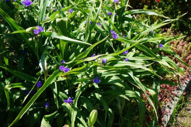 Commelina mavisi, Commelina tüberosa çiçeklerinin kısa ömrü nedeniyle genellikle gündüz çiçekleri olarak adlandırılır. Dul gözyaşları olarak daha az bilinirler. Berlin, Almanya 