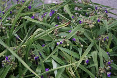 Commelina mavisi, Commelina tüberosa çiçeklerinin kısa ömrü nedeniyle genellikle gündüz çiçekleri olarak adlandırılır. Dul gözyaşları olarak daha az bilinirler. Berlin, Almanya 