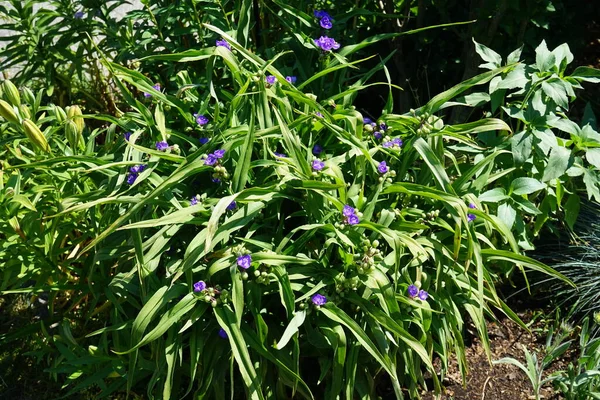 Commelina Blue Commelina Tuberosa Jest Powszechnie Nazywany Słoneczniki Względu Krótkie — Zdjęcie stockowe