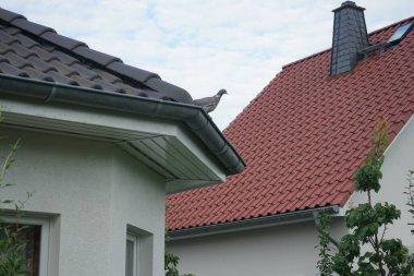 Güvercin kuşu, sıradan güvercin Columba palumbus, evin çatısında oturur. Berlin, Almanya  