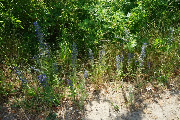 Echium Vulgare Známý Jako Zmije Modřina Druh Kvetoucí Rostliny Čeledi — Stock fotografie