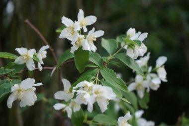 Haziran 'da çiçekler beyazdır. Sahte turuncu, Hydrangaceae familyasından bir çalılık türüdür. Berlin, Almanya