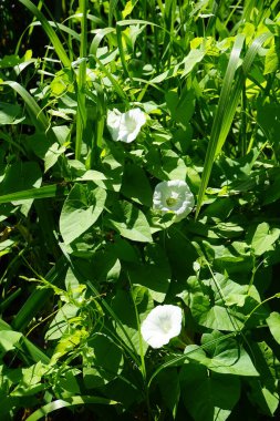 Convolvulus arvensis, toynakgiller (Convolvulus arvensis) familyasından bir bitki türü. Berlin, Almanya 