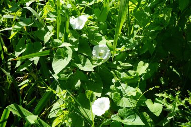 Convolvulus arvensis, toynakgiller (Convolvulus arvensis) familyasından bir bitki türü. Berlin, Almanya 