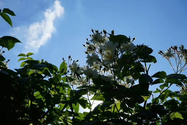 Philadelphus Bloeit Wit Juni Philadelphus Een Geslacht Van Struiken Uit — Stockfoto