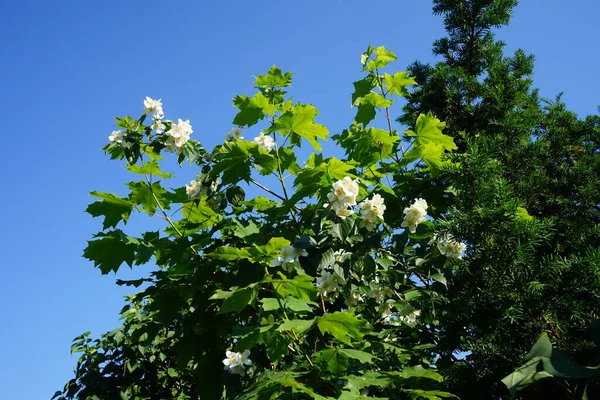 Philadelphus Bloeit Wit Juni Philadelphus Een Geslacht Van Struiken Uit — Stockfoto