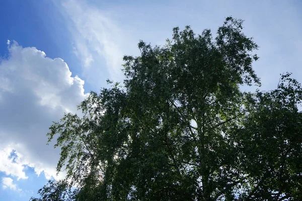 Abedul Árbol Caducifolio Hoja Fina Del Género Betula Perteneciente Familia — Foto de Stock