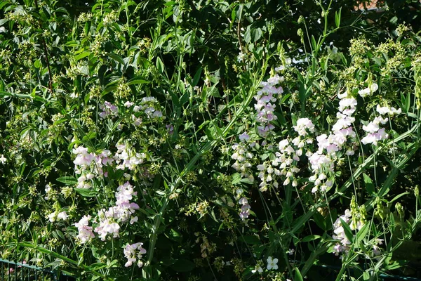 Lathyrus Odoratus Uma Espécie Leguminosa Gênero Lathyrus Pertencente Família Fabaceae — Fotografia de Stock