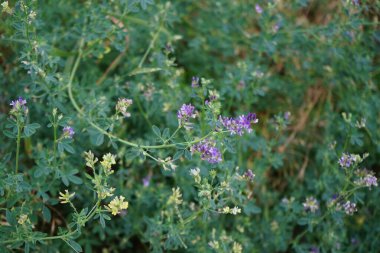 Vicia cracca, tüp, inek, kuş, mavi, boreal vetch, Avrupa ve Asya 'da yetişen bir tür. Berlin, Almanya  
