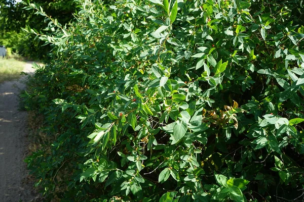 Lonicera xylosteum, yaygın olarak sinek sütü, Avrupa sineği hanımeli, cüce hanımeli veya sinek odunu olarak bilinir. Berlin, Almanya 