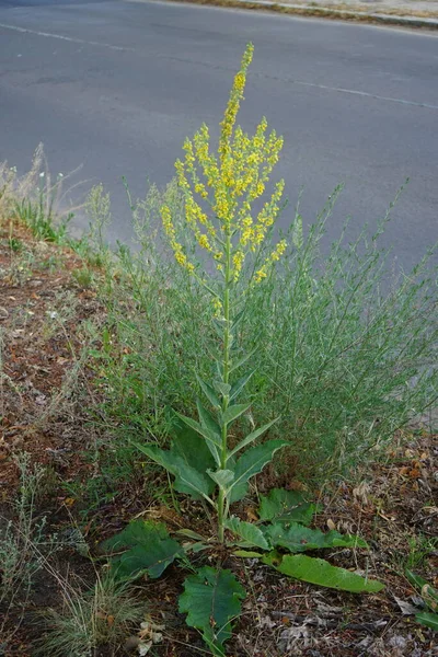 Verbascum Chaixii Uma Espécie Planta Com Flor Pertencente Família Verbascum — Fotografia de Stock