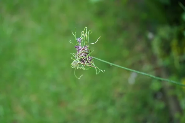 Allium Vineale Vlasy Poněkud Svérázný Někdy Mimozemský Allium Velké Nadýchané — Stock fotografie