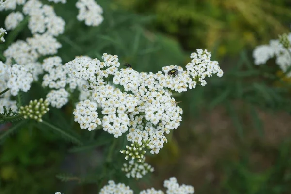 Насекомые Летают Над Белыми Цветами Achillea Millefolium Июле Achillea Millefolium — стоковое фото