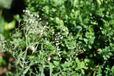 Gypúila paniculata, Caryophyllaceae familyasından bir çicek türü. Berlin, Almanya