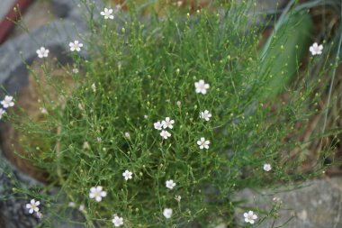 Gypúila paniculata, Caryophyllaceae familyasından bir çicek türü. Berlin, Almanya 