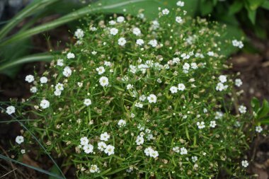 Gypúila paniculata, Caryophyllaceae familyasından bir çicek türü. Berlin, Almanya 