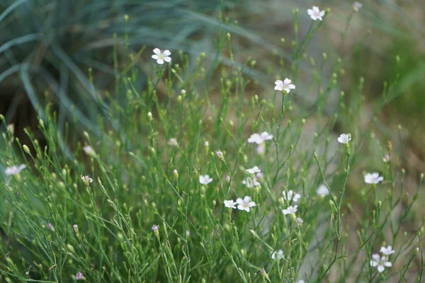 Gypsophila Paniculata Baby Breath Common Gypsophila Panicled Baby Breath Species — Stock Photo, Image