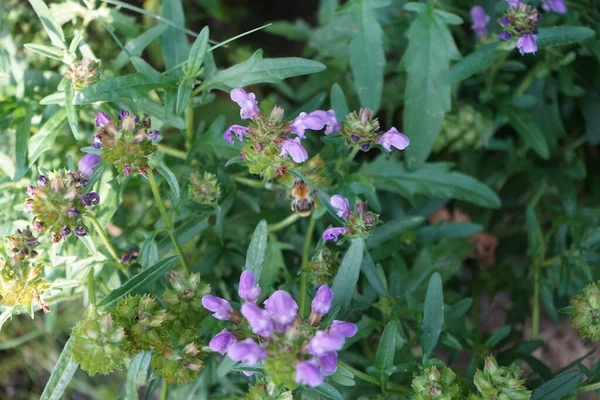 Bee Prunella Grandiflora Flowers Prunella Grandiflora Large Flowered Selfheal Ornamental — Fotografia de Stock