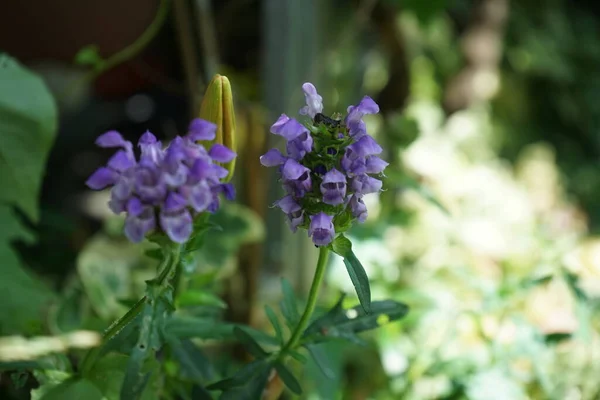 Prunella Grandiflora Крупноцветковая Самовосстанавливающаяся Является Декоративным Растением Семейства Lamiaceae Берлин — стоковое фото