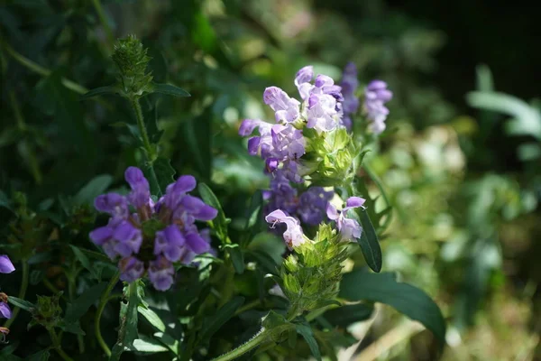 Prunella Grandiflora Una Planta Ornamental Perteneciente Familia Lamiaceae Berlín Alemania — Foto de Stock