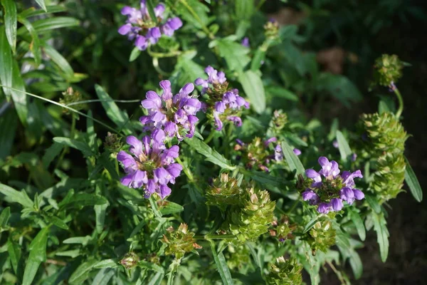 Prunella Grandiflora Den Storblommiga Självläkningen Prydnadsväxt Familjen Lamiaceae Berlin Tyskland — Stockfoto