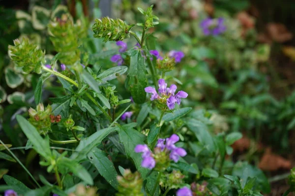 Prunella Grandiflora Uma Planta Ornamental Família Lamiaceae Berlim Alemanha — Fotografia de Stock