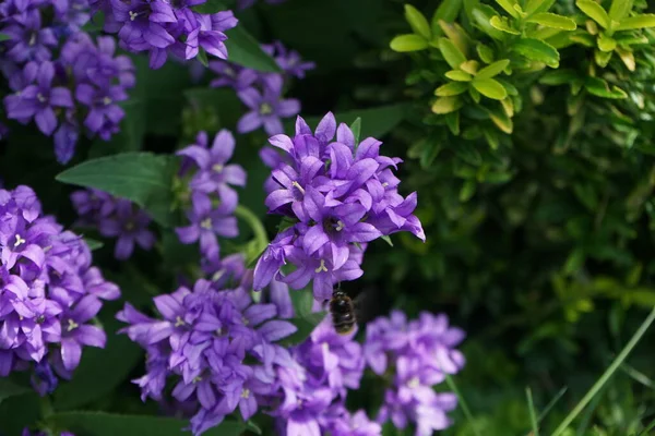 Bumblebee Campanula Persicifolia Flowers Campanula Persicifolia Peach Leaved Bellflower Flowering — Stock Photo, Image