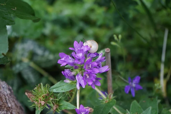 Snail Campanula Persicifolia Flowers Campanula Persicifolia Peach Leaved Bellflower Flowering — ストック写真