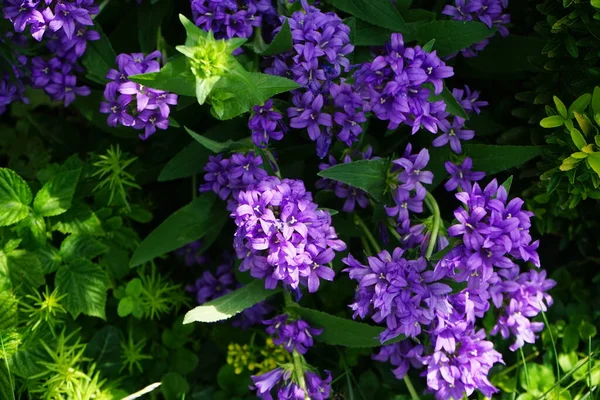 Campanula persicifolia, Campanulaceae familyasından bir çan çiçeğidir. 1 m. Berlin, Almanya 'ya kadar büyüyen bir bitkisel yaşamdır.  
