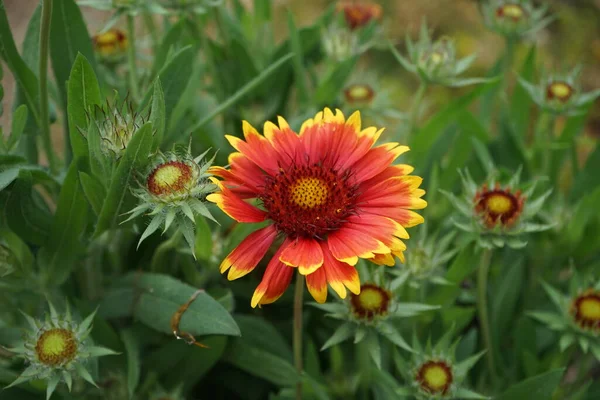 Gaillardia Grandiflora Kobold Jardín Gaillardia Género Plantas Con Flores Perteneciente — Foto de Stock