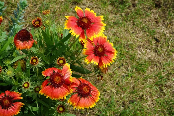 Gaillardia Grandiflora Kobold Garden 라디아 Gaillardia 해바라기 Asteraceae 꽃식물 일종이다 — 스톡 사진