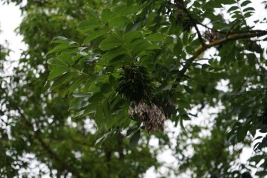 Fraxinus Excelsior, Oleaceae familyasından çiçek açan bir bitki türüdür. Berlin, Almanya 