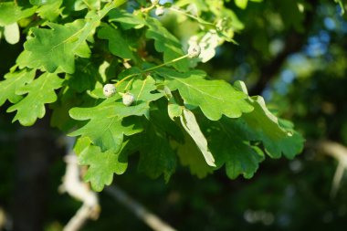 Temmuzda meşe meyveleri. Meşe ağacı, kayın familyasının Quercus cinsinde yer alan bir ağaçtır. Berlin, Almanya