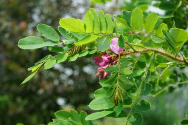 Robinia hispida, Tüylü çekirge, gül-akasya veya yosun çekirgesi olarak da bilinir, Fabaceae familyasından bir çalı türü. Berlin, Almanya 