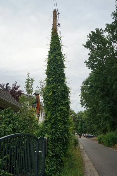 Parthenocissus Quinquefolia Twine Electric Pole Parthenocissus Quinquefolia Known Virginia Creeper — Stock Photo, Image