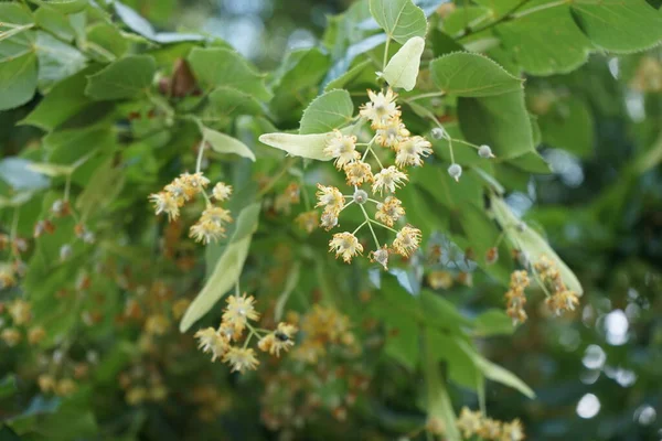 Prunus Ilicifolia Třešeň Cesmínová Třešeň Věčně Zelená Druh Rodu Prunus — Stock fotografie