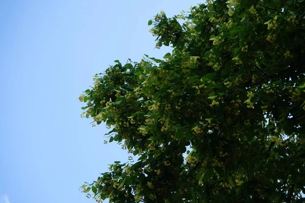 百合花属 Prunus Ilicifolia 是蔷薇科的一种属植物 常绿樱桃荷叶樱桃属 德国柏林 — 图库照片