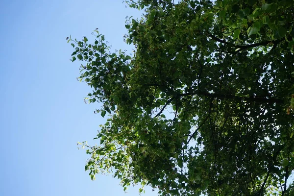 Prunus Ilicifolia Třešeň Cesmínová Třešeň Věčně Zelená Druh Rodu Prunus — Stock fotografie